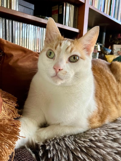 Heb jij Macy, Loetje of Loulou gezien? Deze vijf huisdieren worden in Deventer vermist