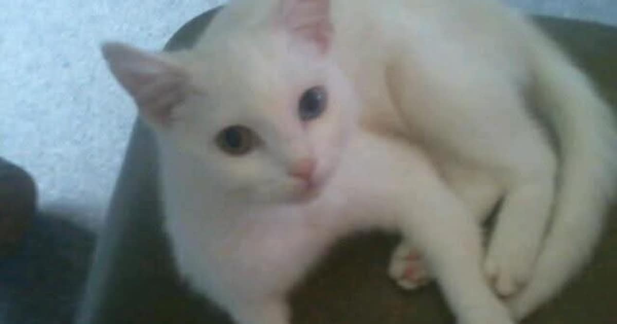 Heb jij Witje gezien? Dit huisdier wordt in Coevorden vermist