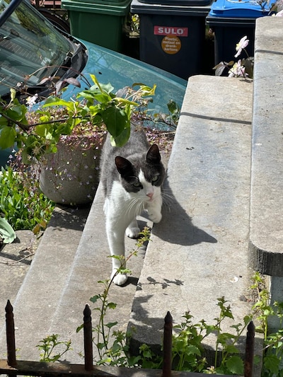 Heb jij Dolly, Luna of Rhani gezien? Deze 14 huisdieren worden in Arnhem vermist