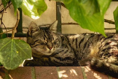 Geen straf voor Hengeloër K. die zijn kat wilde redden, maar lijdensweg verlengde