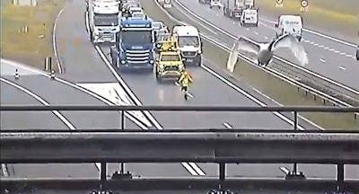 Zwaan op de snelweg: weginspecteur zet verkeer op A73 bij Nijmegen stil