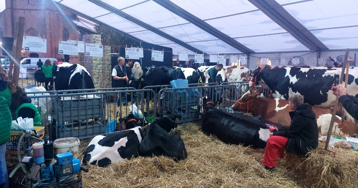 Welke koe wordt Woerdens Mooiste? Koeiemart van start