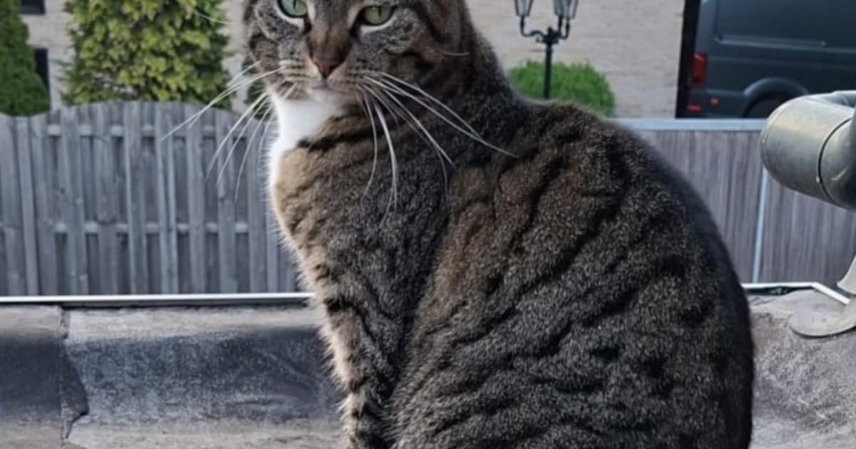 Heb jij Bella gezien? Dit huisdier wordt in Opmeer vermist