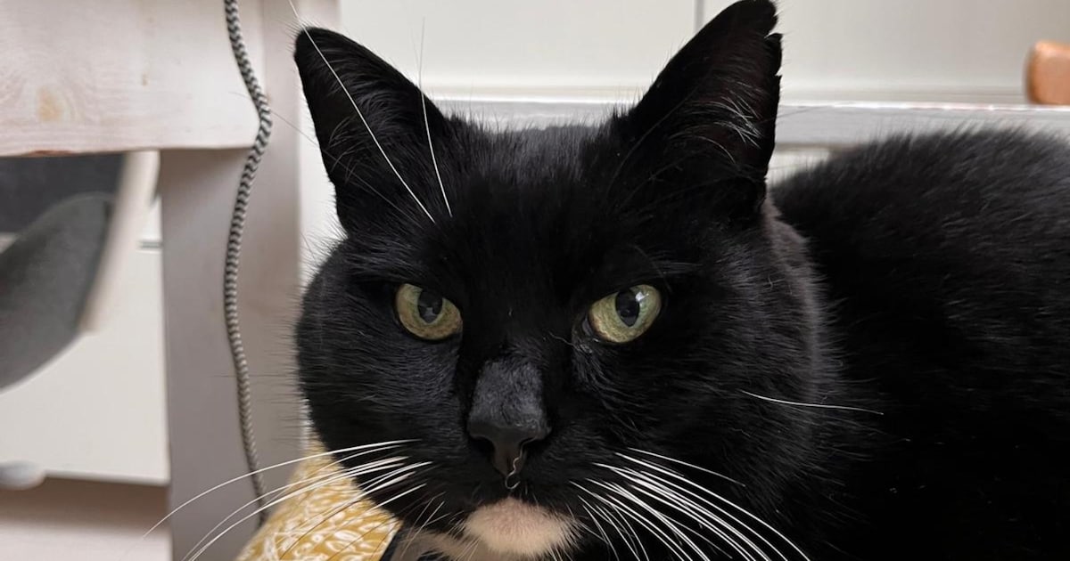 Heb jij Flip of Ouki gezien? Deze twee huisdieren worden in Hattem vermist