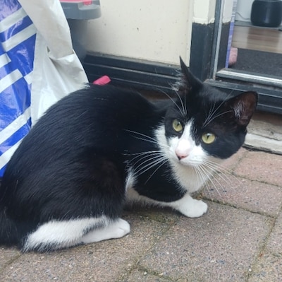 Heb jij Jack Jack, Squeek of Tobi gezien? Deze zeven huisdieren worden in Nijmegen vermist
