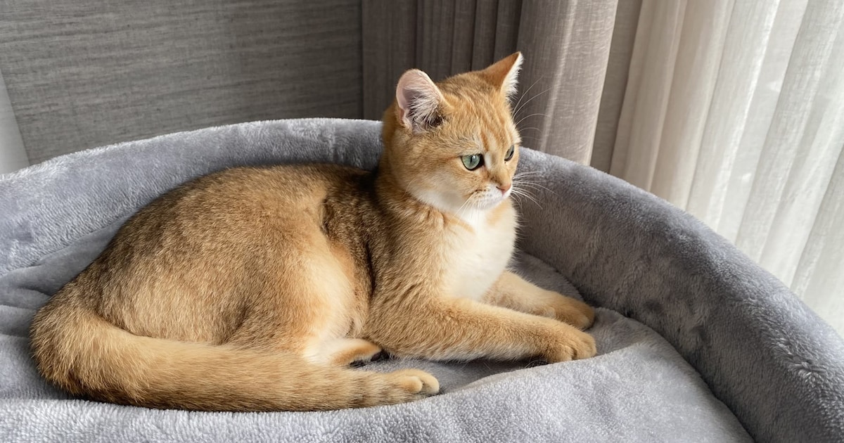 Heb jij Gizmo of Simba gezien? Deze twee huisdieren worden in Lansingerland vermist