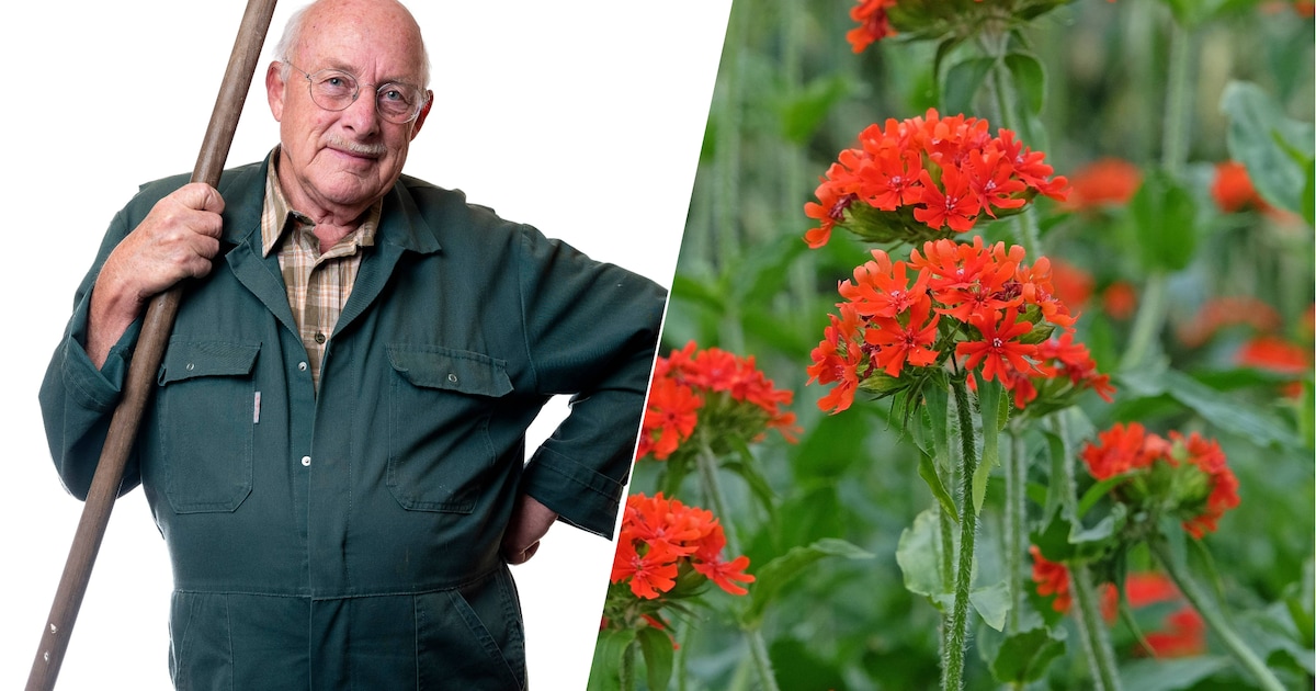 Van rood in de tuin kom je in de vakantiestemming | Wonen | AD.nl