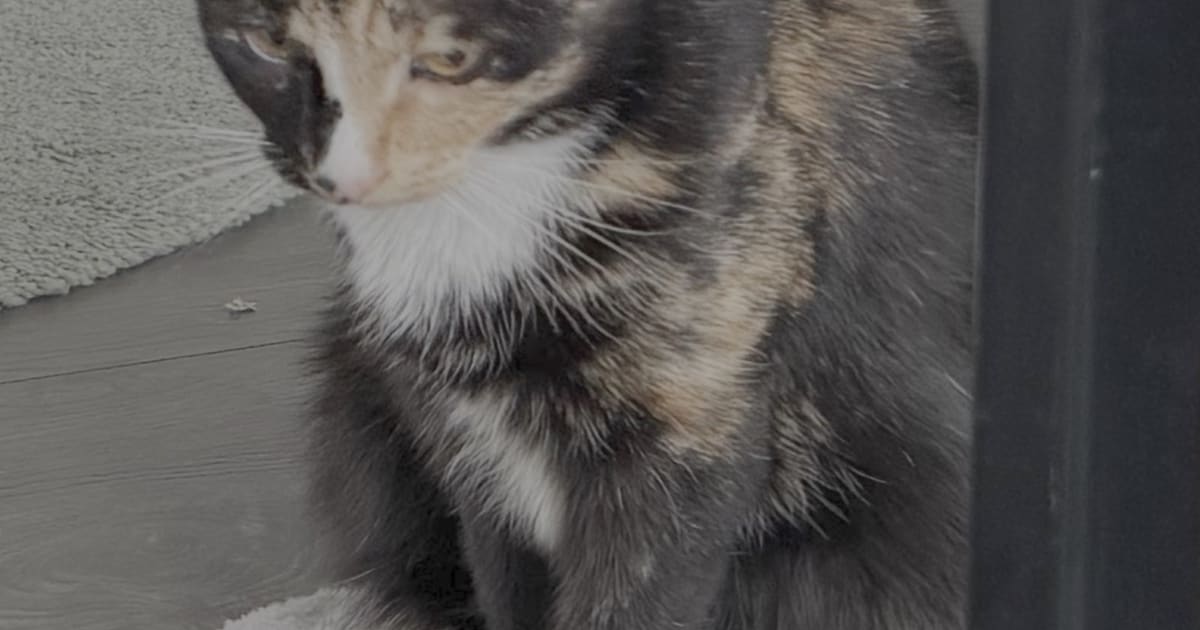 Heb jij Ronja gezien? Dit huisdier wordt in Dantumadiel vermist