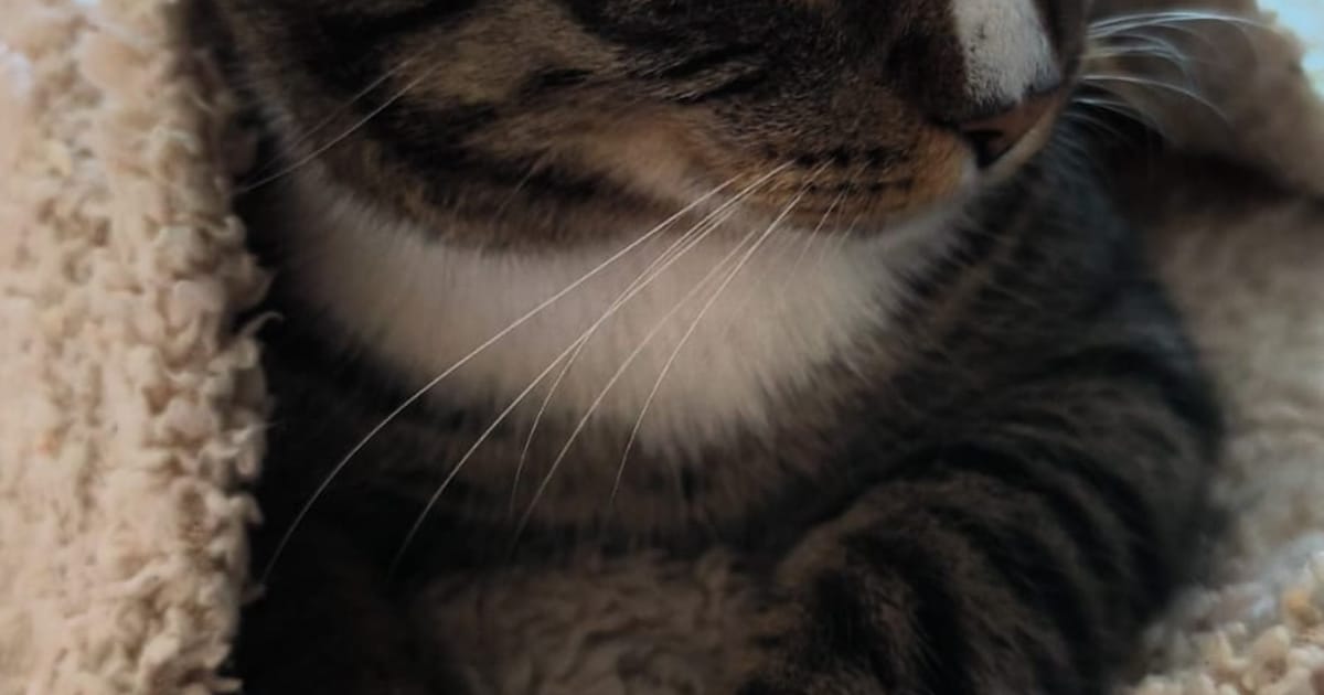 Heb jij Rambo of Trui gezien? Deze twee huisdieren worden in Eijsden-Margraten vermist