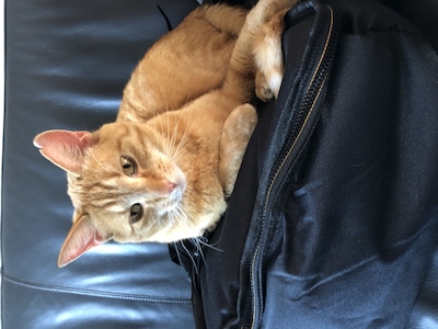 Heb jij Midas of Kasper gezien? Deze twee huisdieren worden in Nijmegen vermist