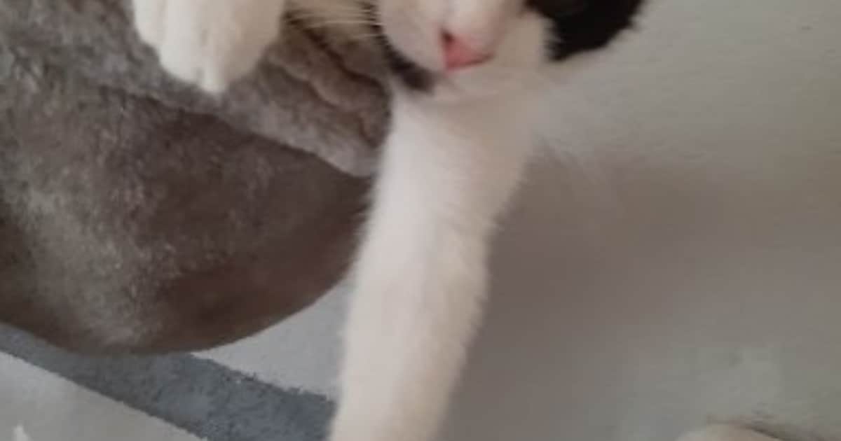 Heb jij Paco of Smokey gezien? Deze twee huisdieren worden in Heerlen vermist