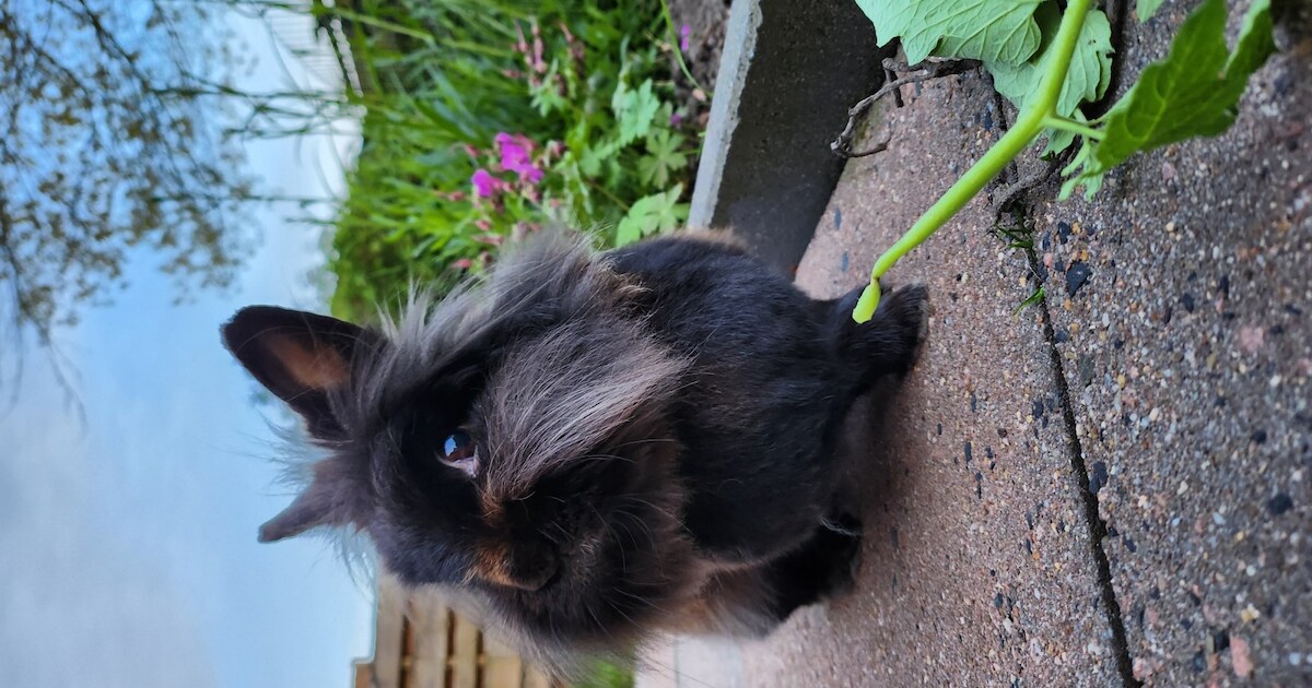 Heb jij Molly gezien? Dit huisdier wordt in Steenwijkerland vermist