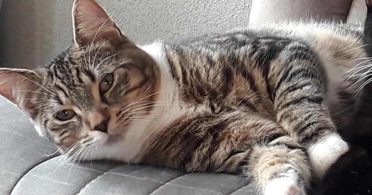 Heb jij Poes of Gerrit gezien? Deze twee huisdieren worden in Halderberge vermist