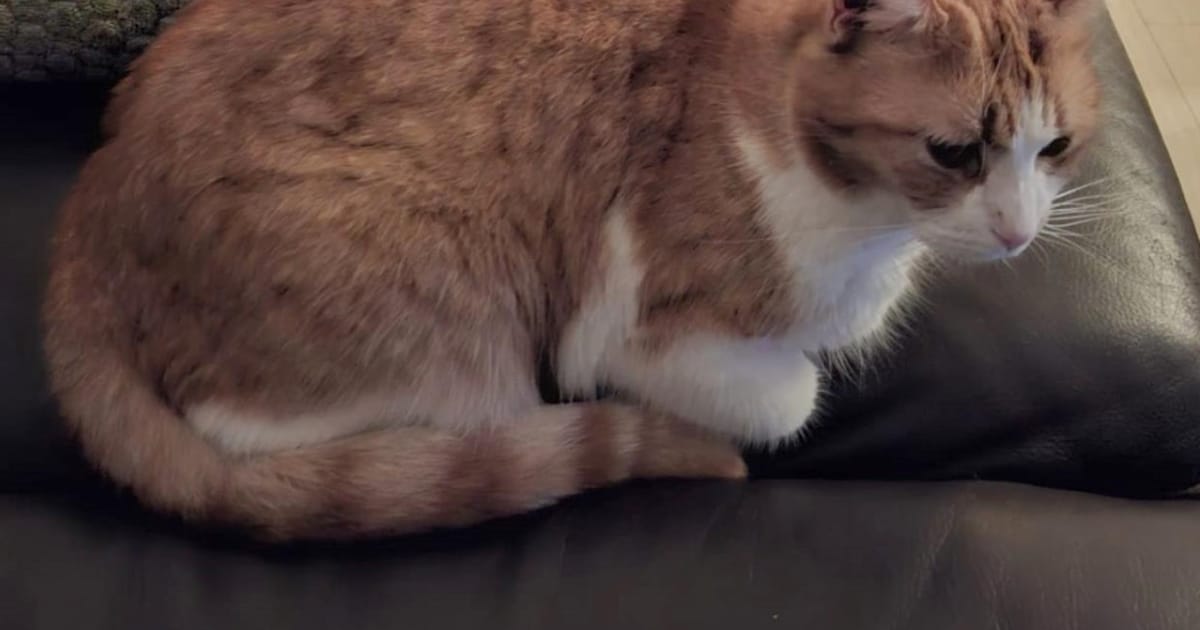 Heb jij Luna, Fladder of Nayla gezien? Deze 14 huisdieren worden in Apeldoorn vermist