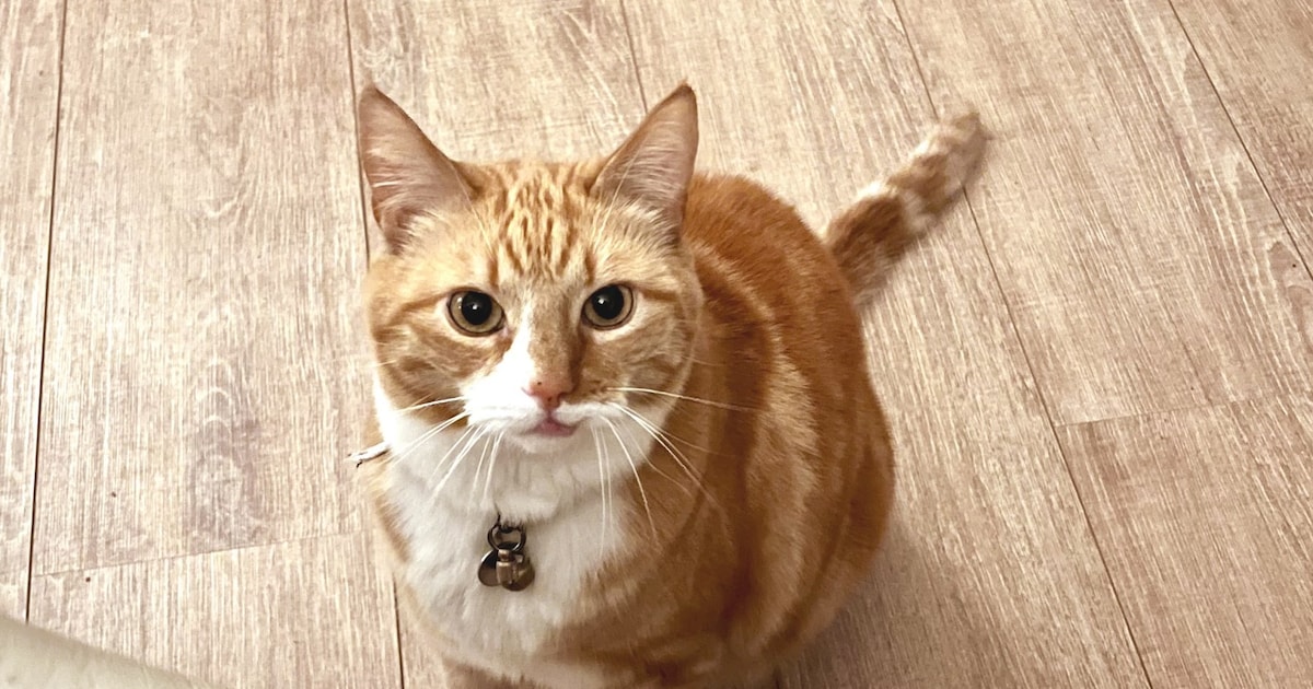 Heb jij Tzuky, Yuki of Balou gezien? Deze vier huisdieren worden in Haarlem vermist