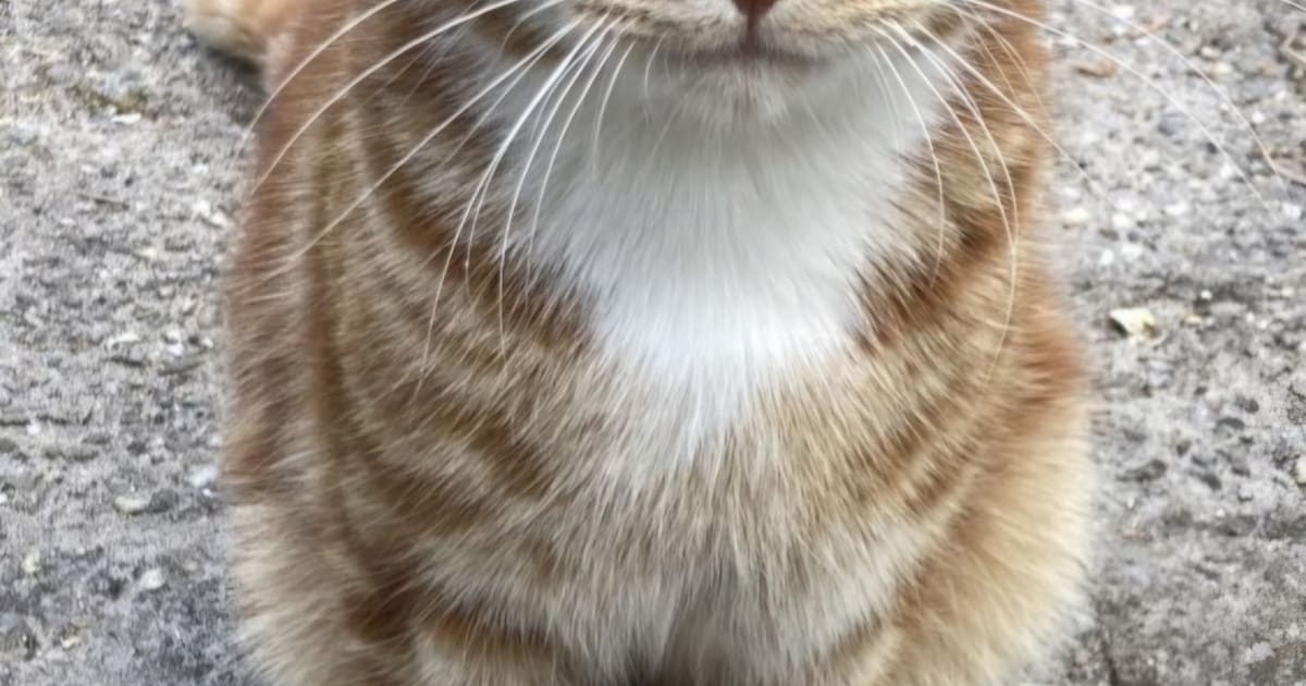 Heb jij Fred gezien? Dit huisdier wordt in Heiloo vermist