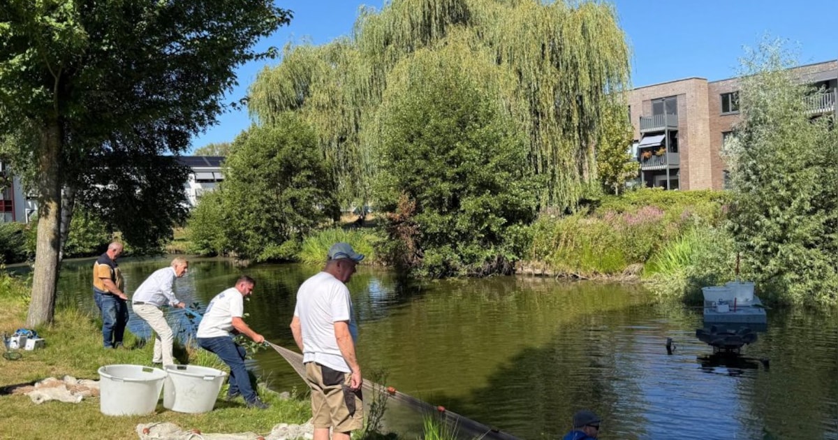 Vissen in Scherpenzeel verplaatst wegens lage waterstand