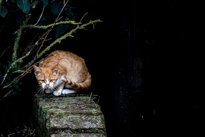 Praat mee: het afschieten van zwerfkatten is een heel slecht plan