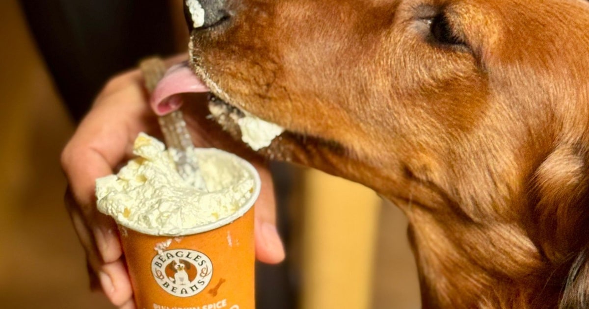Hier in Haarlem krijg je op Dierendag gratis koffie (en je hond ook)