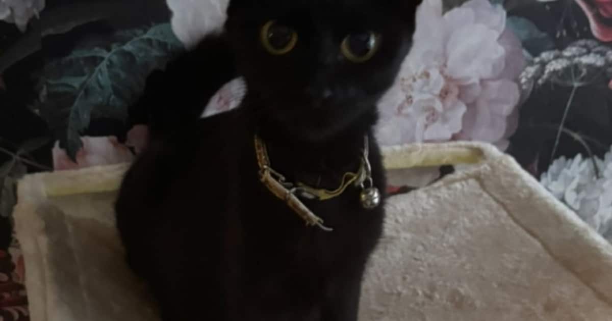 Heb jij Toffie of Gismo gezien? Deze twee huisdieren worden in Stede Broec vermist