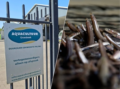 Paling uit Breedeweg straks verleden tijd: kwekerij maakt plaats voor caravanstalling zo groot als e