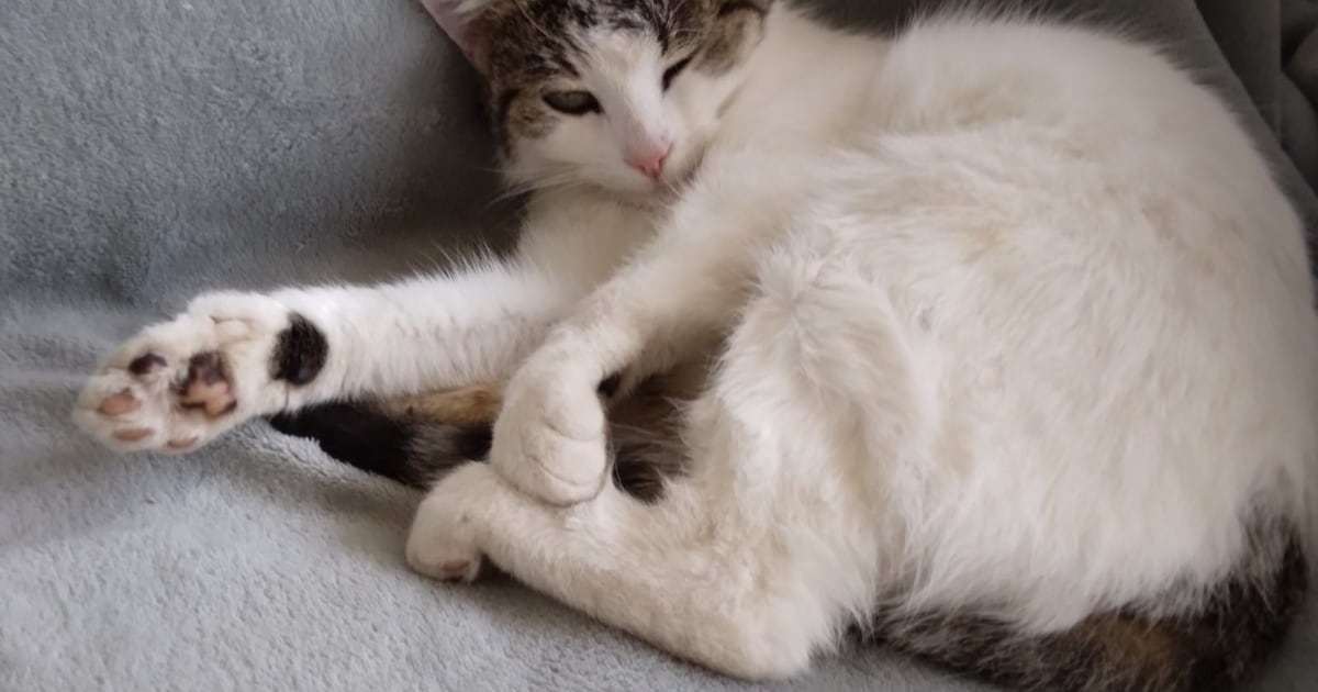 Heb jij Poezie gezien? Dit huisdier wordt in Peel en Maas vermist