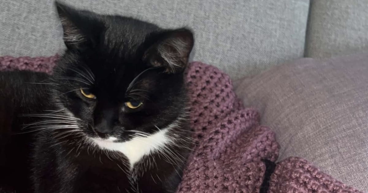 Heb jij Muis gezien? Dit huisdier wordt in Stede Broec vermist