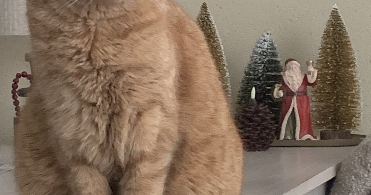 Heb jij Flip, Sunny of Simba gezien? Deze drie huisdieren worden in Amstelveen vermist