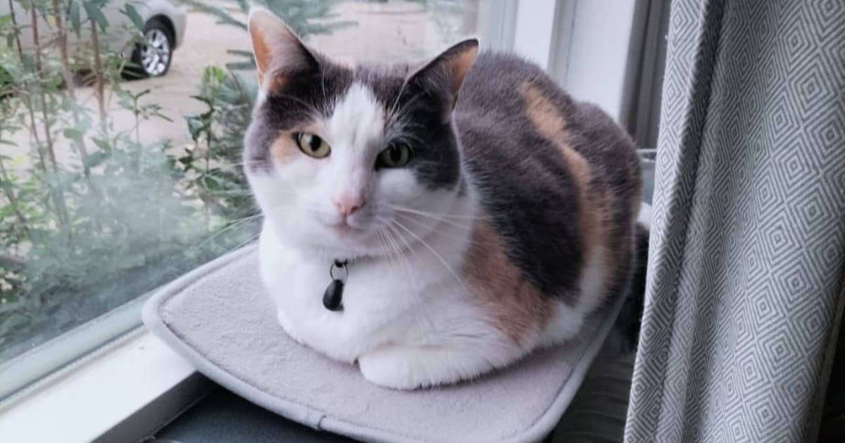 Heb jij Maya of Harley gezien? Deze twee huisdieren worden in Uithoorn vermist