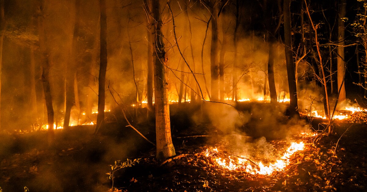 Nachtelijke brand in Heeze: mogelijk brandstichting in bos