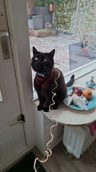 Heb jij Aivy, Blue of Minoush gezien? Deze vier huisdieren worden in Oss vermist