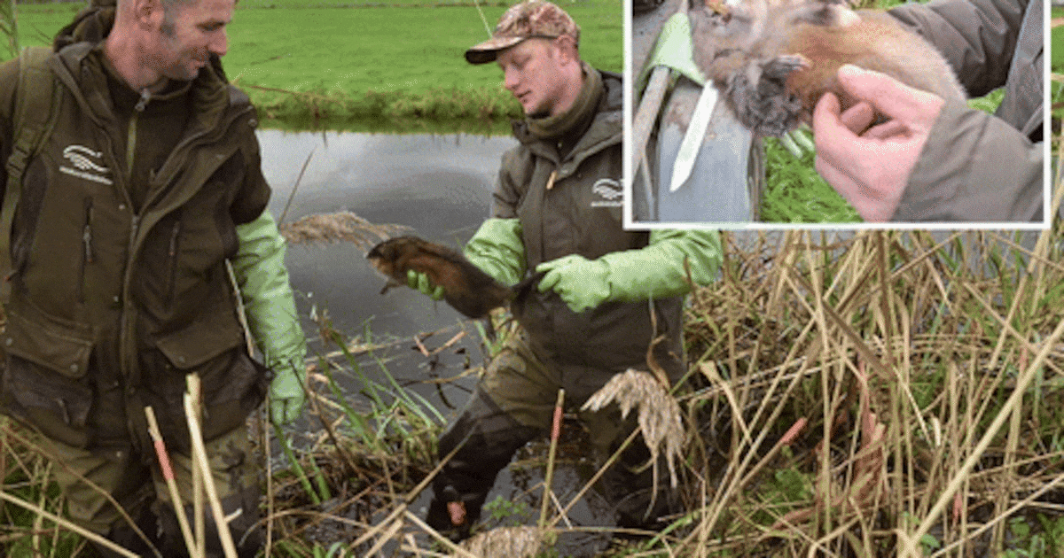 Muskusratten teisteren de Krimpenerwaard: Thijs (31) en Wim (41) gaan dagelijks de strijd met ze aan