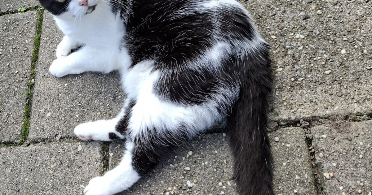 Heb jij Lizzy gezien? Dit huisdier wordt in Coevorden vermist