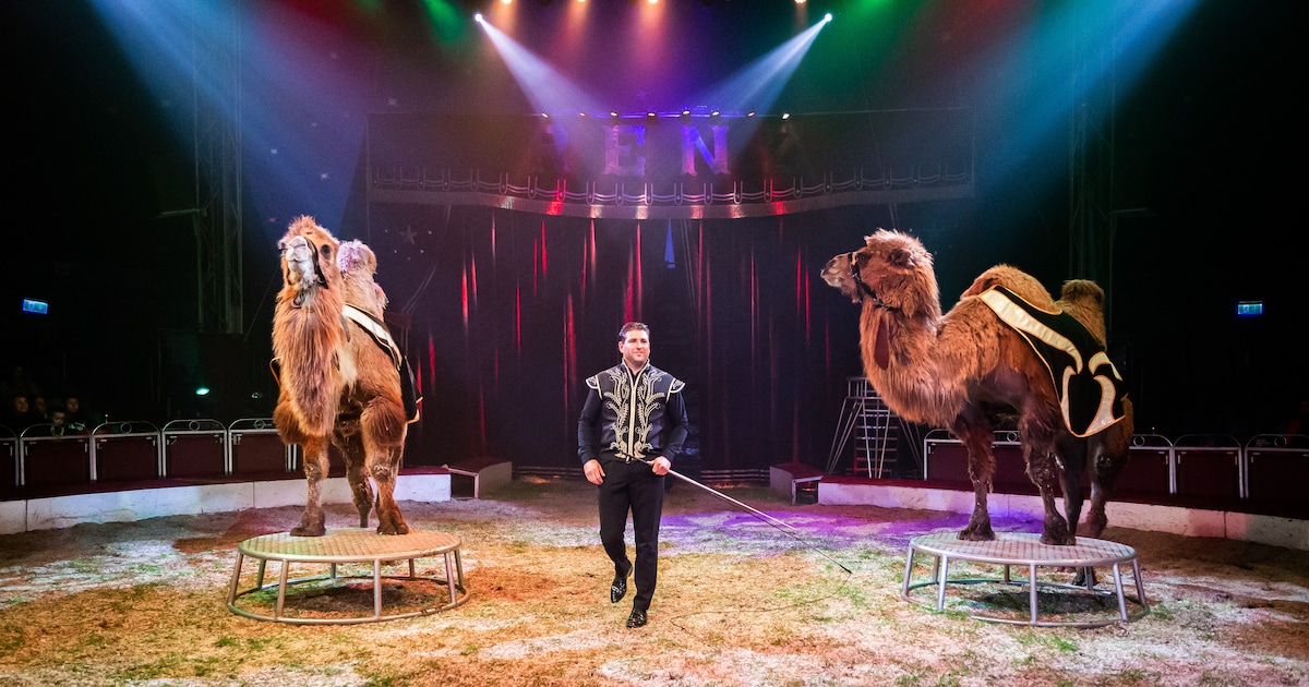 Circus met dieren definitief verboden in Almere: ‘Niet meer van deze tijd’