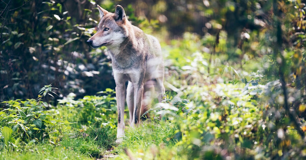 DNA-onderzoek toont negen nieuwe wolven in Nederland aan | Westerveld ...