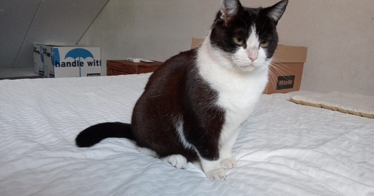 Heb jij Sofietje gezien? Dit huisdier wordt in Tynaarlo vermist