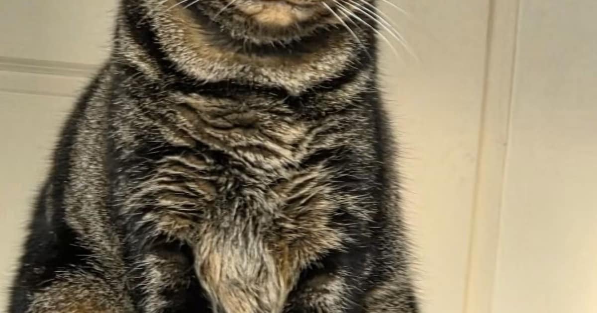 Heb jij Kaat of Murphy gezien? Deze twee huisdieren worden in Noordwijk vermist