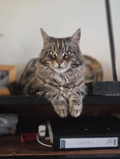 Heb jij Simba, Pixie of Tup gezien? Deze drie huisdieren worden in Kampen vermist