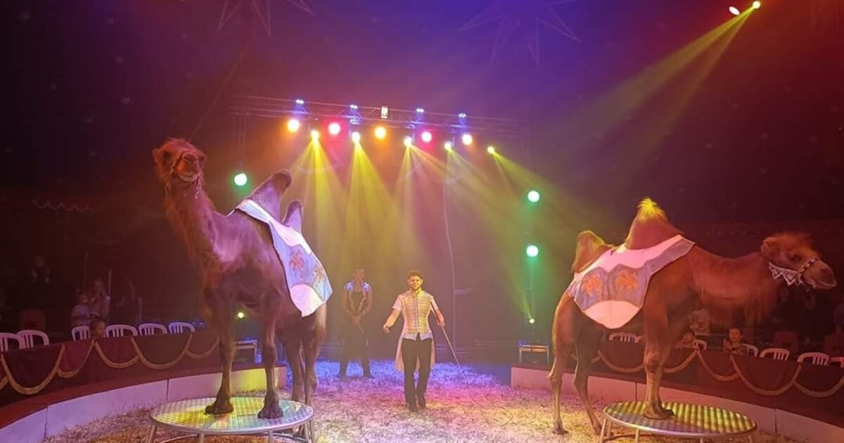 Circus met kamelen en lama’s komt volgende week naar Oude-Tonge