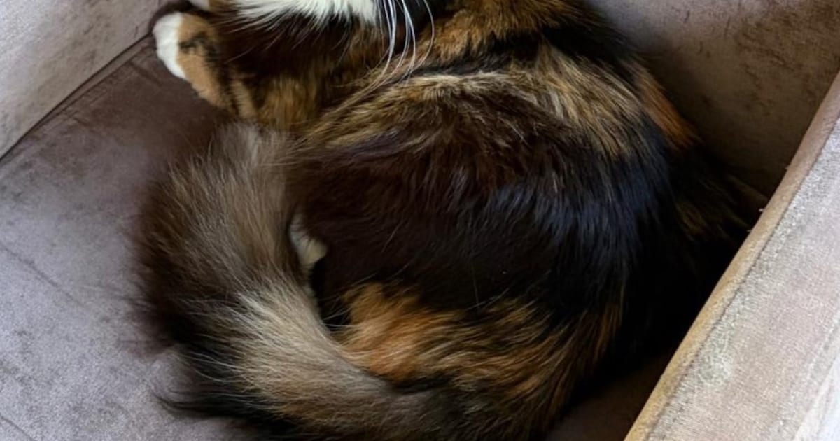 Heb jij Kitty, Buffy of Katrien gezien? Deze vijf huisdieren worden in Leeuwarden vermist