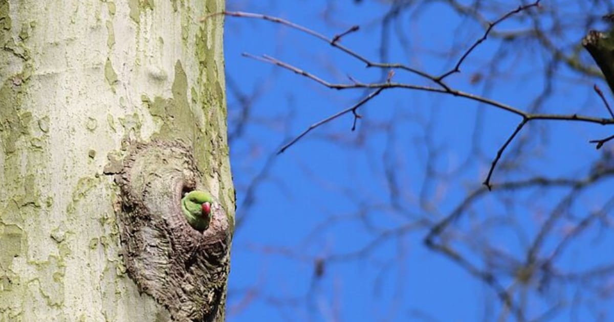 Lezing over vogels in de winter in Nieuwegein