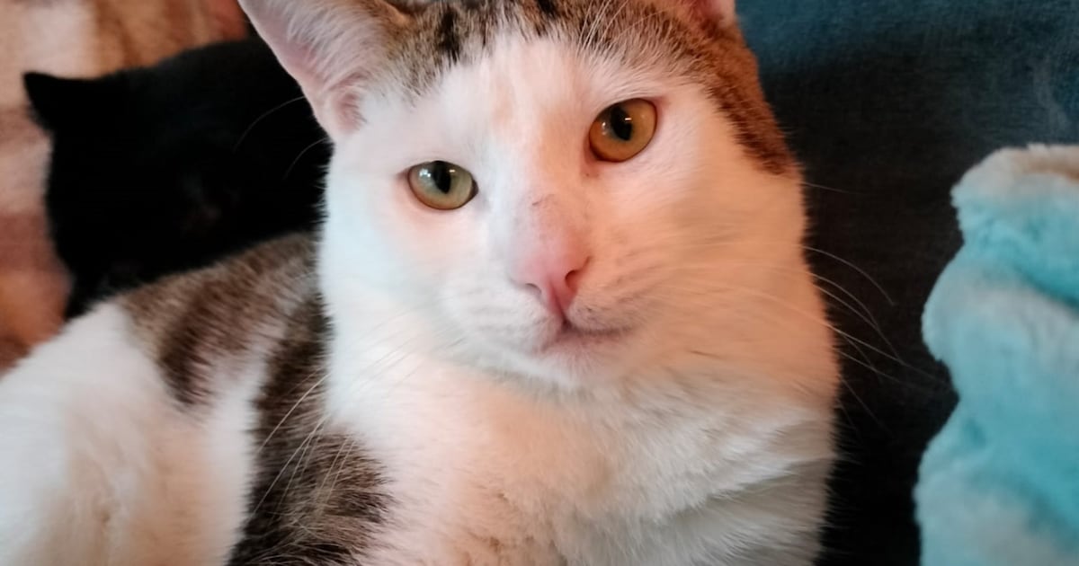 Heb jij Arthur, Konijntje of Dobby gezien? Deze vier huisdieren worden in Den Bosch vermist