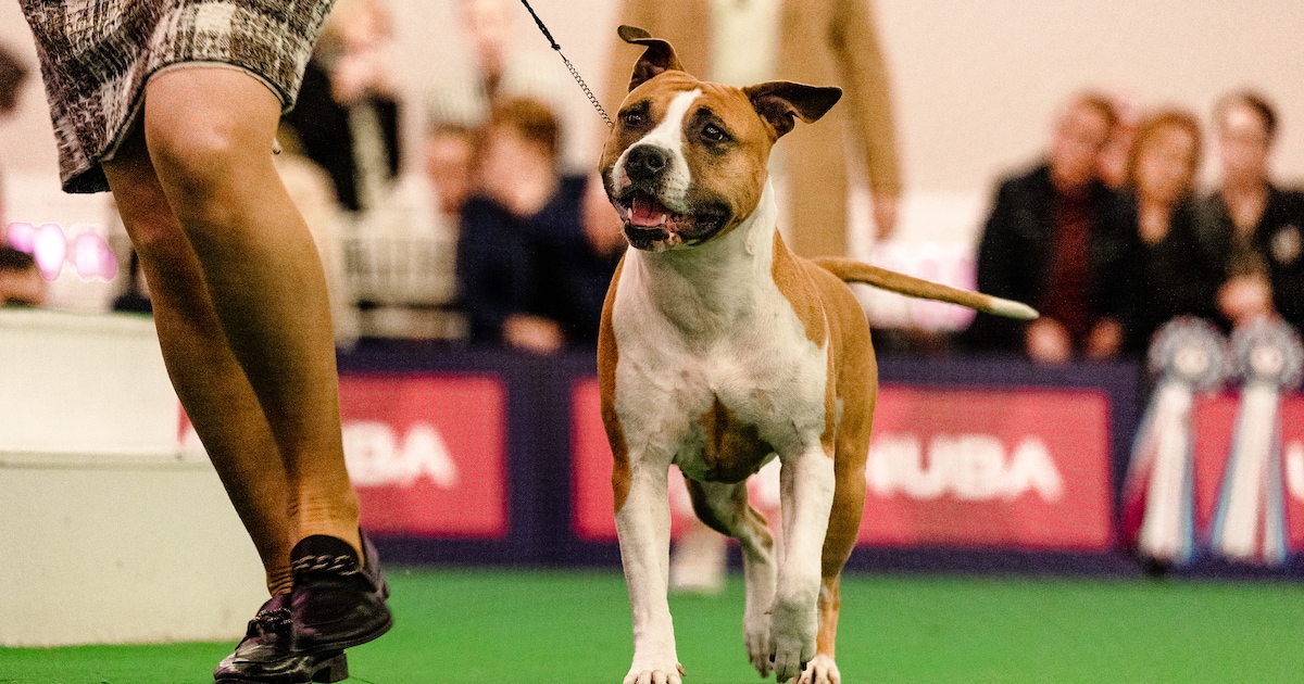 Ruim 230 hondenrassen te zien tijdens Internationale Dogshow Bleiswijk
