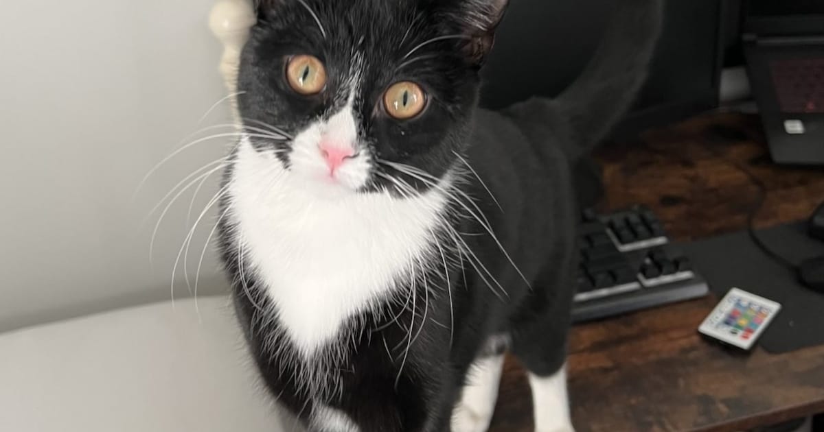 Heb jij Falez gezien? Dit huisdier wordt in Wijdemeren vermist