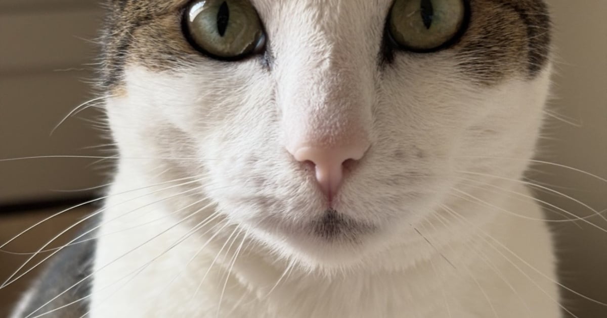 Heb jij Siep, Tico of Doortje gezien? Deze vier huisdieren worden in Leeuwarden vermist