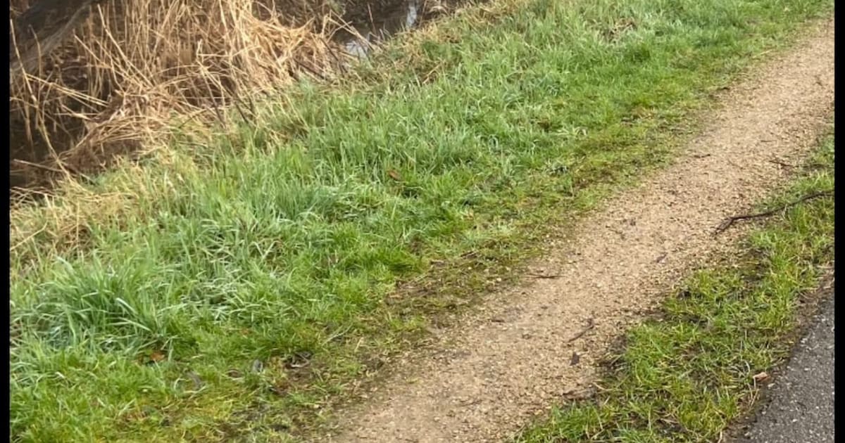 Heb jij Jet gezien? Dit huisdier wordt in Kaag en Braassem vermist