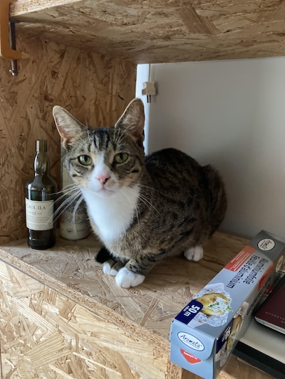 Heb jij Chester, Rijk of Lola gezien? Deze 13 huisdieren worden in Arnhem vermist