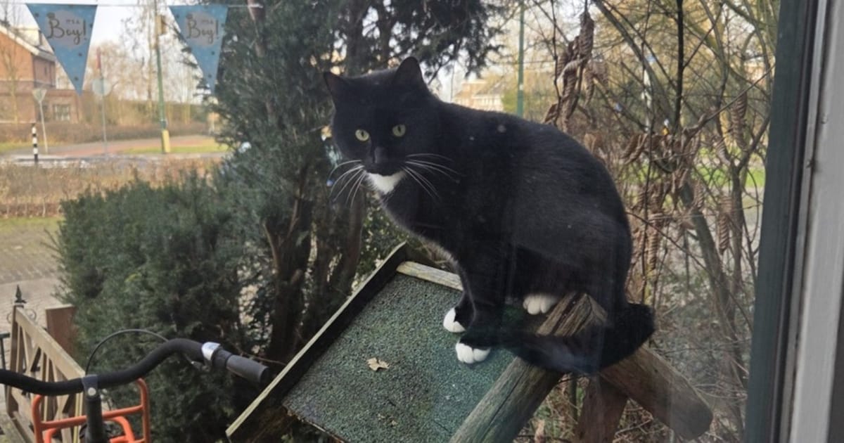 Heb jij Mattie gezien? Dit huisdier wordt in Eemnes vermist