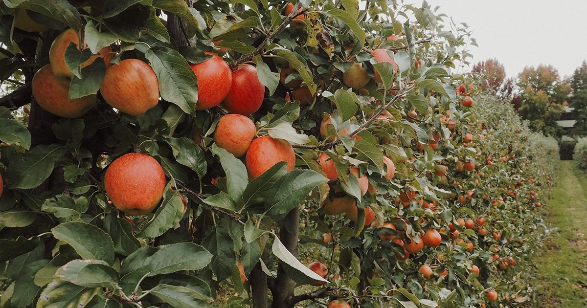 Zomerappels plukken bij Boerderij Nieuw Slagmaat in Bunnik
