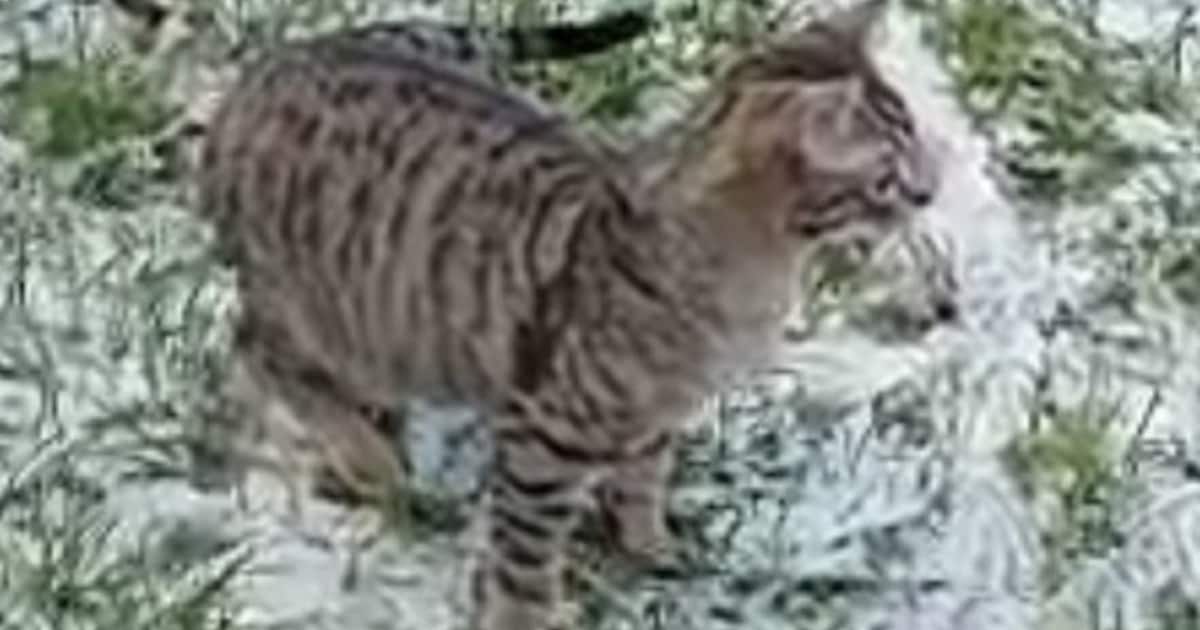 Heb jij Noor of Cep gezien? Deze twee huisdieren worden in Albrandswaard vermist